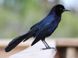 Grackle
