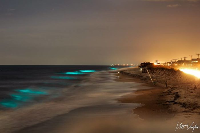 bioluminescence galveston 2