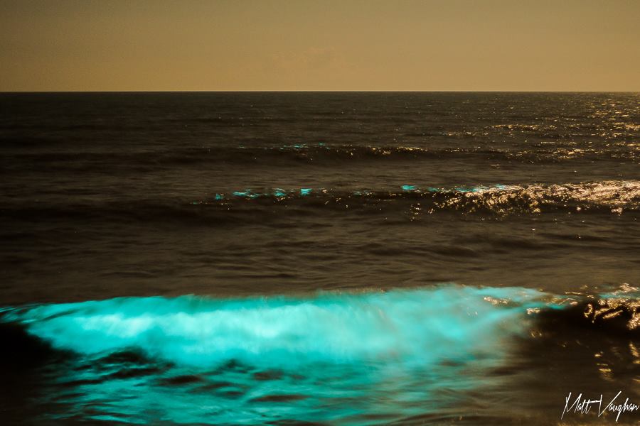 Bioluminescence galveston