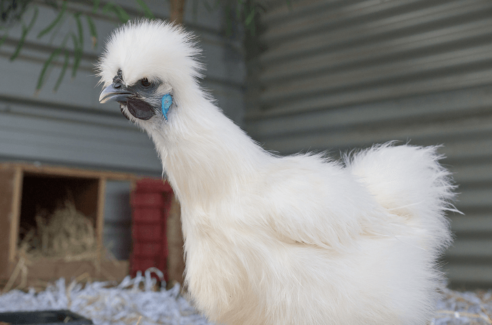 Silkie-Chicken