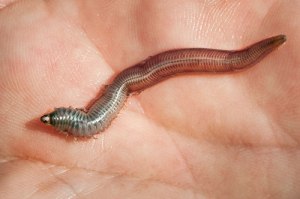 fly-mastery-palolo-worm-500x332